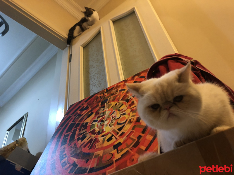 Tekir Kedi, Kedi  Haydut fotoğrafı