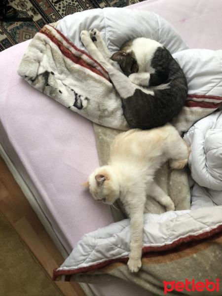 Tekir Kedi, Kedi  Haydut fotoğrafı