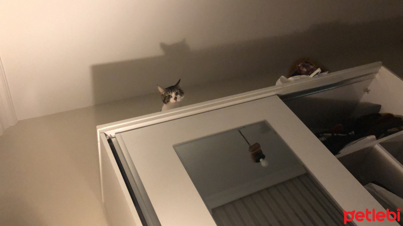 Tekir Kedi, Kedi  Haydut fotoğrafı