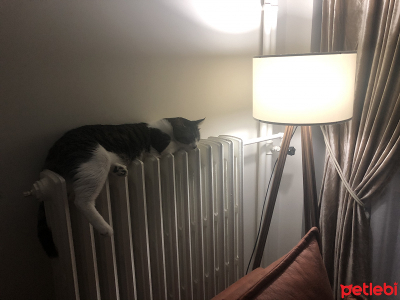 Tekir Kedi, Kedi  Haydut fotoğrafı