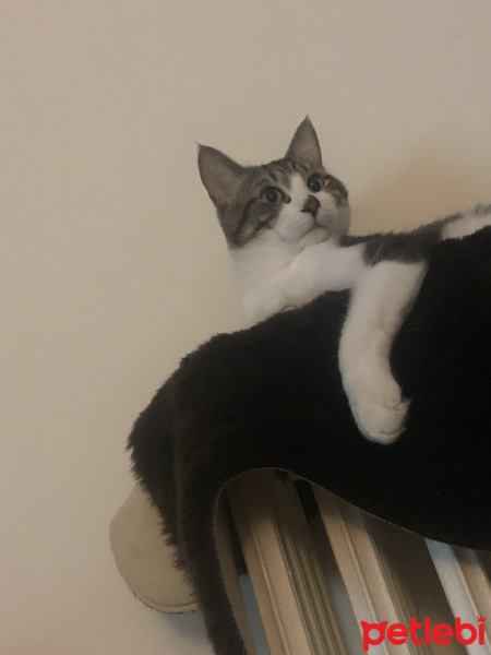 Tekir Kedi, Kedi  Haydut fotoğrafı