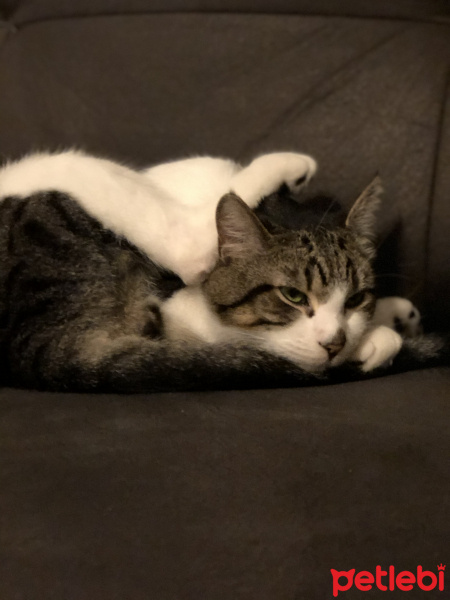 Tekir Kedi, Kedi  Haydut fotoğrafı