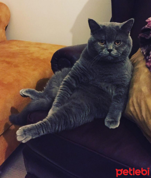 Tekir Kedi, Kedi  Haydut fotoğrafı