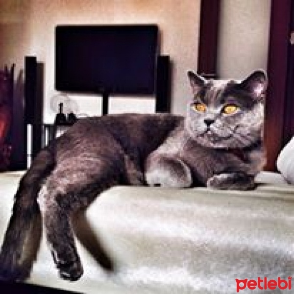 British Shorthair, Kedi  baron fotoğrafı