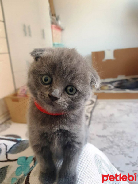 Scottish Fold, Kedi  Pamuk fotoğrafı