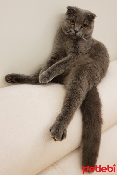 Scottish Fold, Kedi  Pamuk fotoğrafı