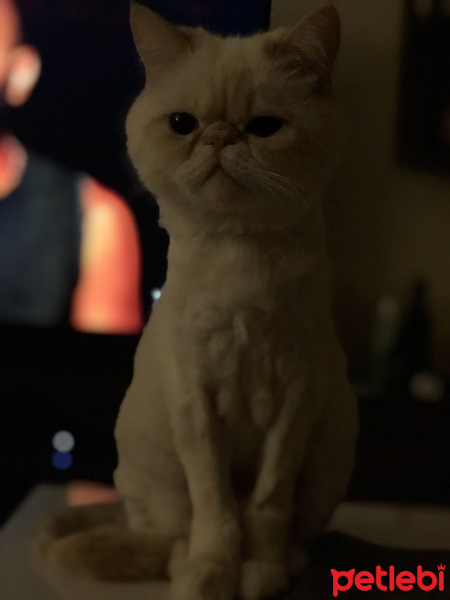 İran Kedisi (Persian), Kedi  Sütlaç fotoğrafı