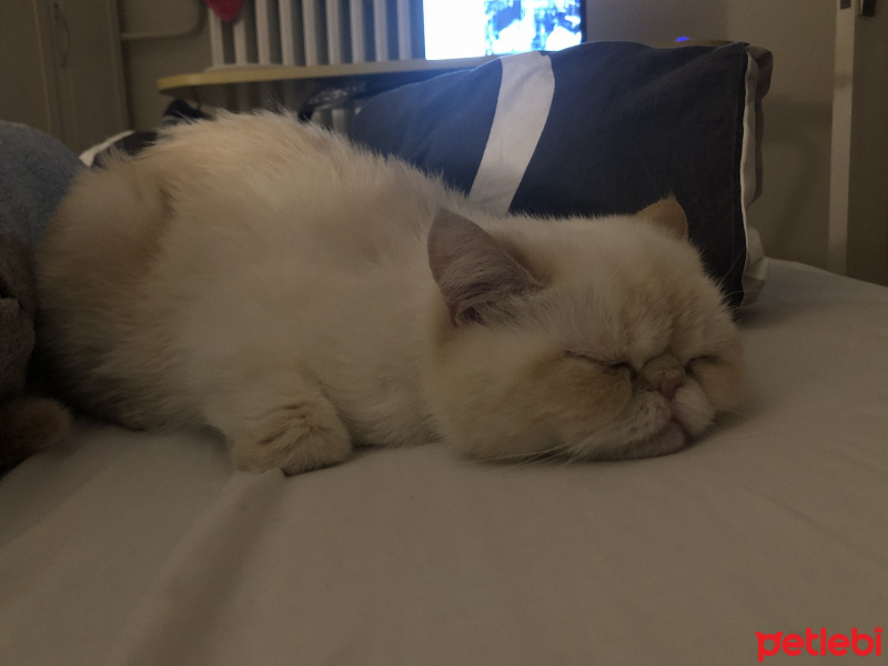 İran Kedisi (Persian), Kedi  Sütlaç fotoğrafı