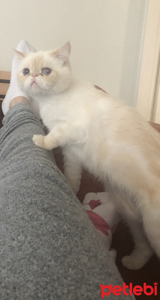 İran Kedisi (Persian), Kedi  Sütlaç fotoğrafı