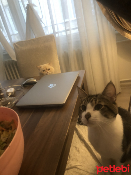 İran Kedisi (Persian), Kedi  Sütlaç fotoğrafı