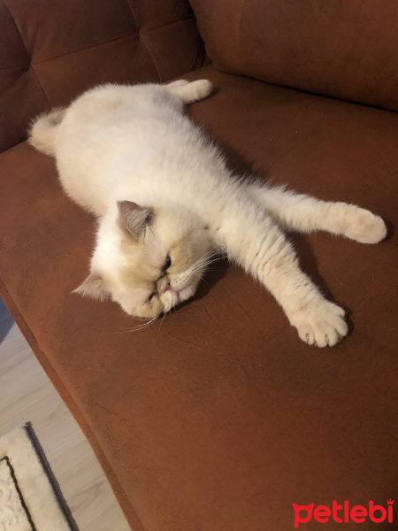 İran Kedisi (Persian), Kedi  Sütlaç fotoğrafı