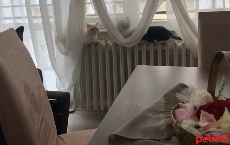 İran Kedisi (Persian), Kedi  Sütlaç fotoğrafı