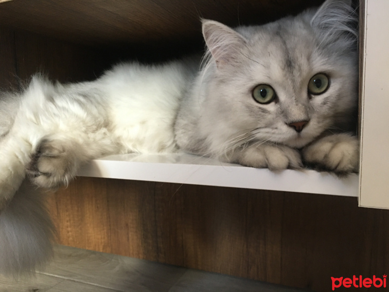 Scottish Fold, Kedi  Loki fotoğrafı
