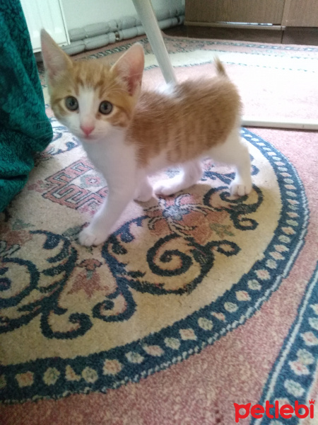 Tekir Kedi, Kedi  Boncuk fotoğrafı