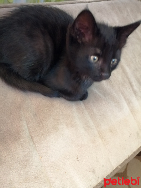 Tekir Kedi, Kedi  Asi fotoğrafı