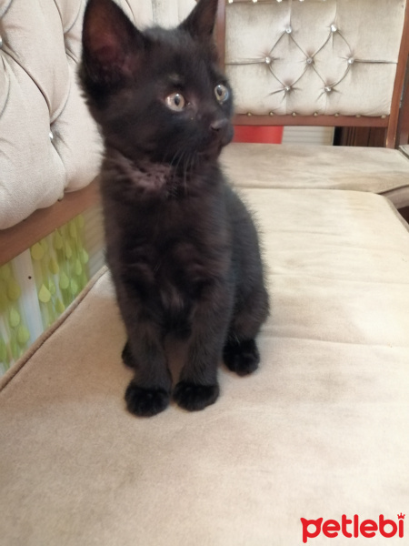 Tekir Kedi, Kedi  Asi fotoğrafı