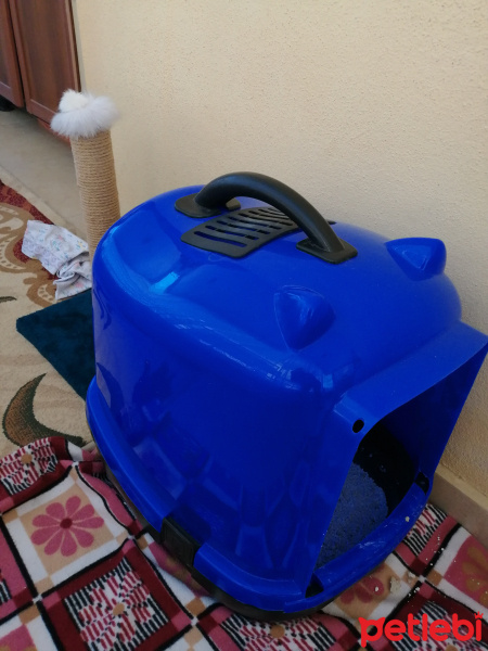 Tekir Kedi, Kedi  Asi fotoğrafı