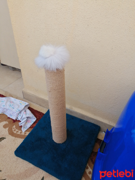 Tekir Kedi, Kedi  Asi fotoğrafı