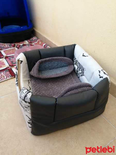 Tekir Kedi, Kedi  Asi fotoğrafı