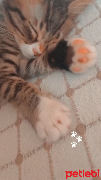 Tekir Kedi, Kedi  Pişi fotoğrafı