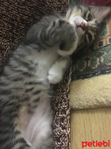 Tekir Kedi, Kedi  Pişi fotoğrafı