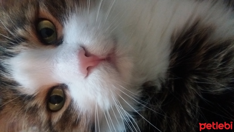 Tekir Kedi, Kedi  Pamuk fotoğrafı