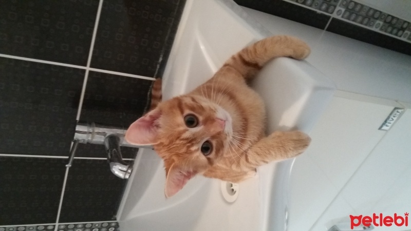 Tekir Kedi, Kedi  Pamuk fotoğrafı