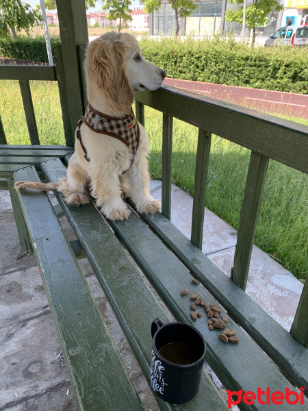 Amerikan Cocker Spaniel, Köpek  mars fotoğrafı