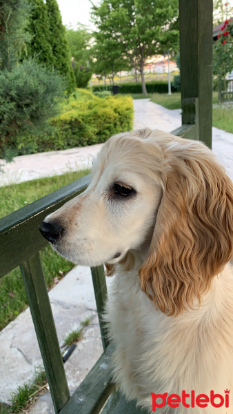 Amerikan Cocker Spaniel, Köpek  mars fotoğrafı