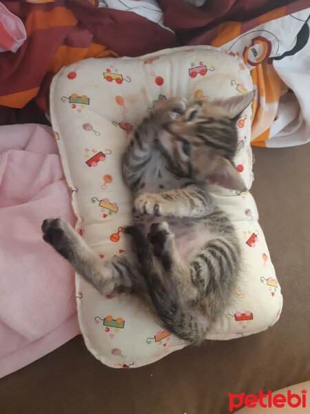 Tekir Kedi, Kedi  Ponçik fotoğrafı