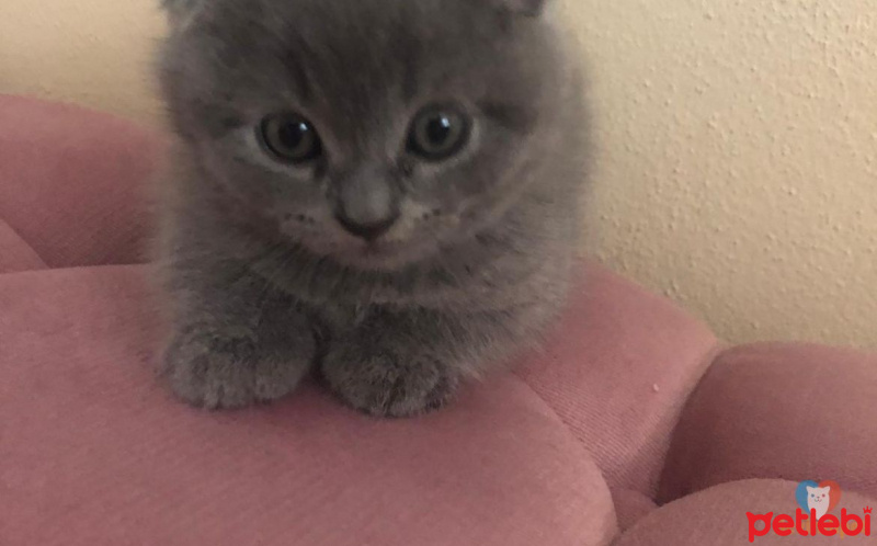 Scottish Fold, Kedi  Luna fotoğrafı