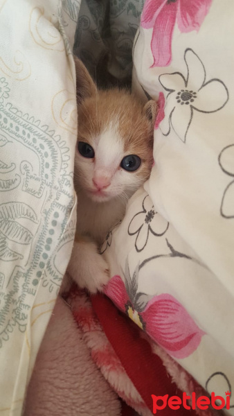 Tekir Kedi, Kedi  Yumurcak fotoğrafı