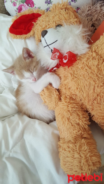 Tekir Kedi, Kedi  Yumurcak fotoğrafı