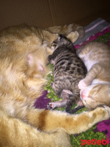 Tekir Kedi, Kedi  Pasta ve küçük deli fotoğrafı