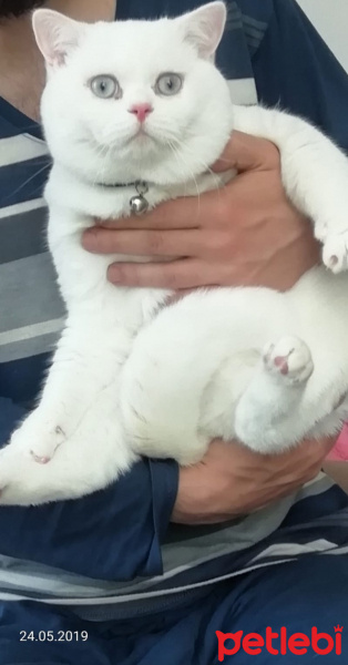 British Shorthair, Kedi  Şevket şahin fotoğrafı