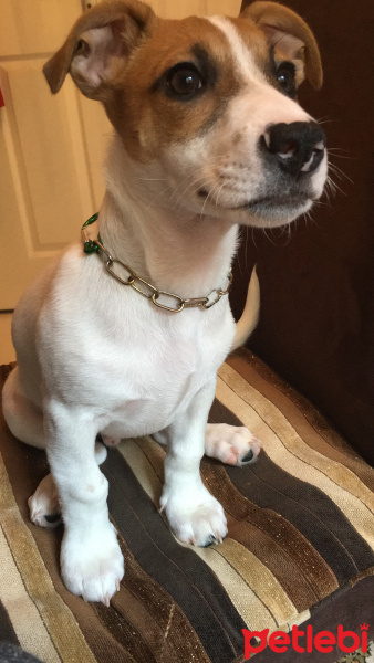 Jack Russell Terrier, Köpek  Zeus fotoğrafı