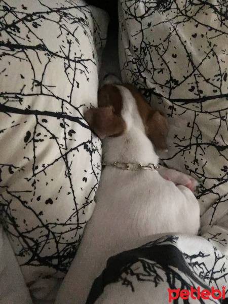Jack Russell Terrier, Köpek  Zeus fotoğrafı