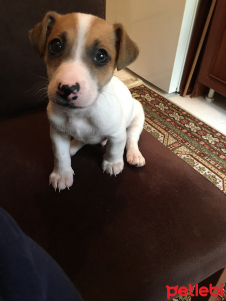 Jack Russell Terrier, Köpek  Zeus fotoğrafı