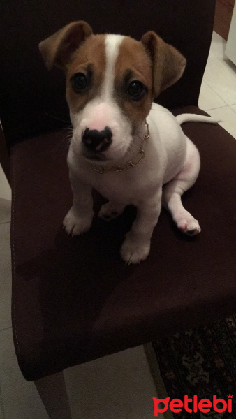 Jack Russell Terrier, Köpek  Zeus fotoğrafı