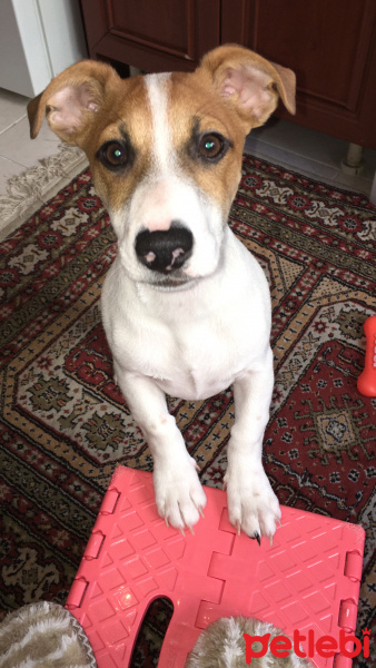 Jack Russell Terrier, Köpek  Zeus fotoğrafı