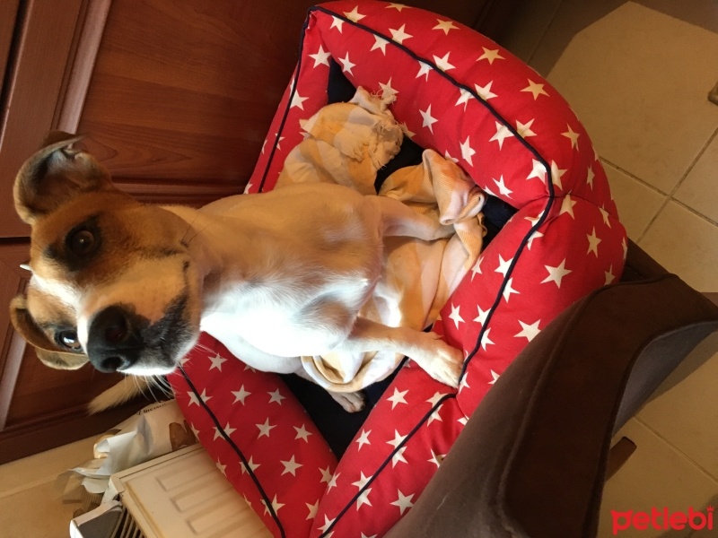 Jack Russell Terrier, Köpek  Zeus fotoğrafı