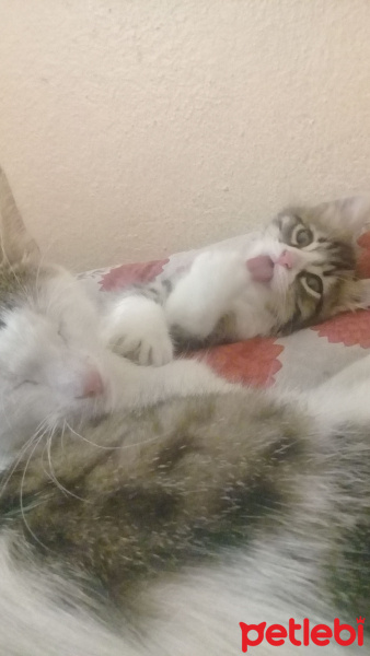 Tekir Kedi, Kedi  Leyla ve de Yumos fotoğrafı