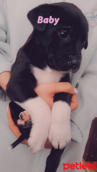 Beagle, Köpek  Benji fotoğrafı
