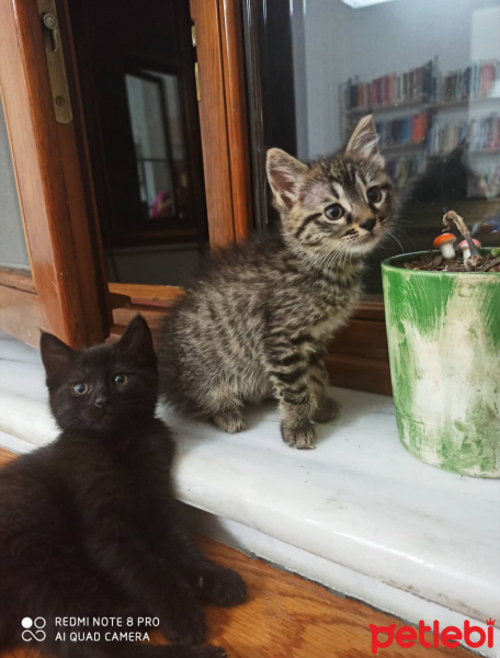 Tekir Kedi, Kedi  Winnie fotoğrafı