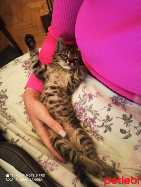 Tekir Kedi, Kedi  Winnie fotoğrafı