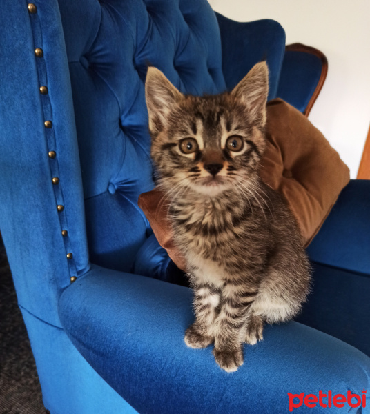 Tekir Kedi, Kedi  Winnie fotoğrafı