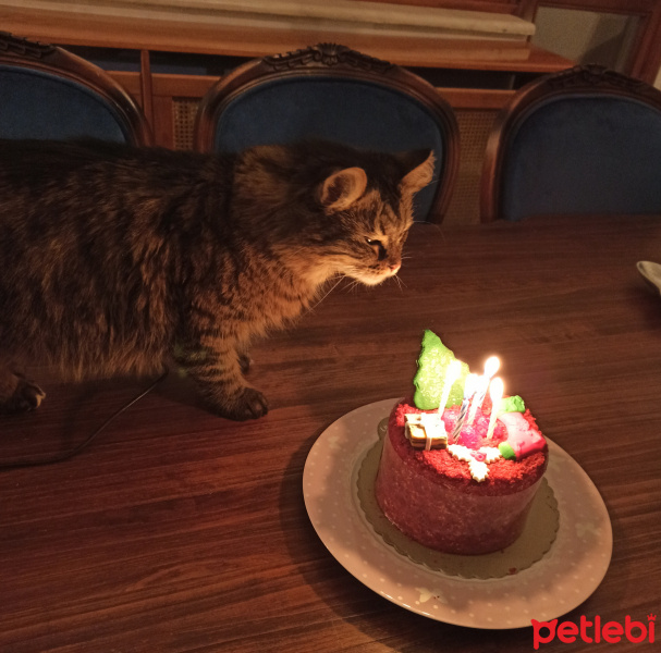 Tekir Kedi, Kedi  Winnie fotoğrafı