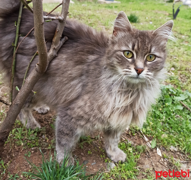 Tekir Kedi, Kedi  Winnie fotoğrafı