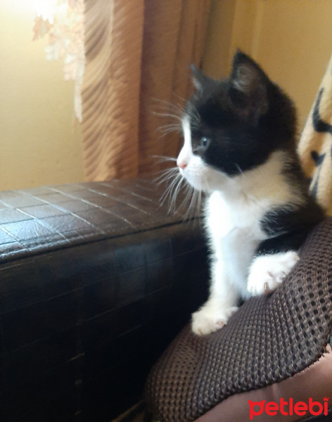 Tekir Kedi, Kedi  1,5 aylık minikler fotoğrafı