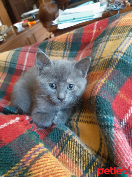 Tekir Kedi, Kedi  1,5 aylık minikler fotoğrafı